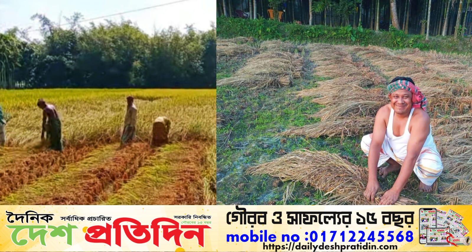 কাউনিয়ায় আগাম ধানকাটা শুরু, কৃষকের মুখে হাসি