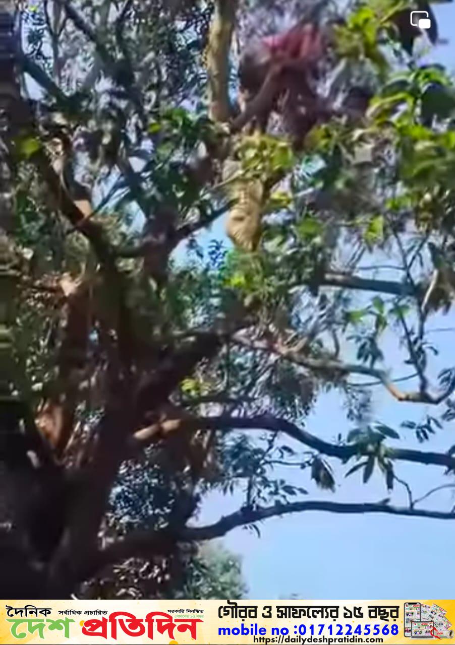 শিবগঞ্জে বিদ্যুৎ স্পৃষ্ট হয়ে এক কিশোরের মৃত্যু