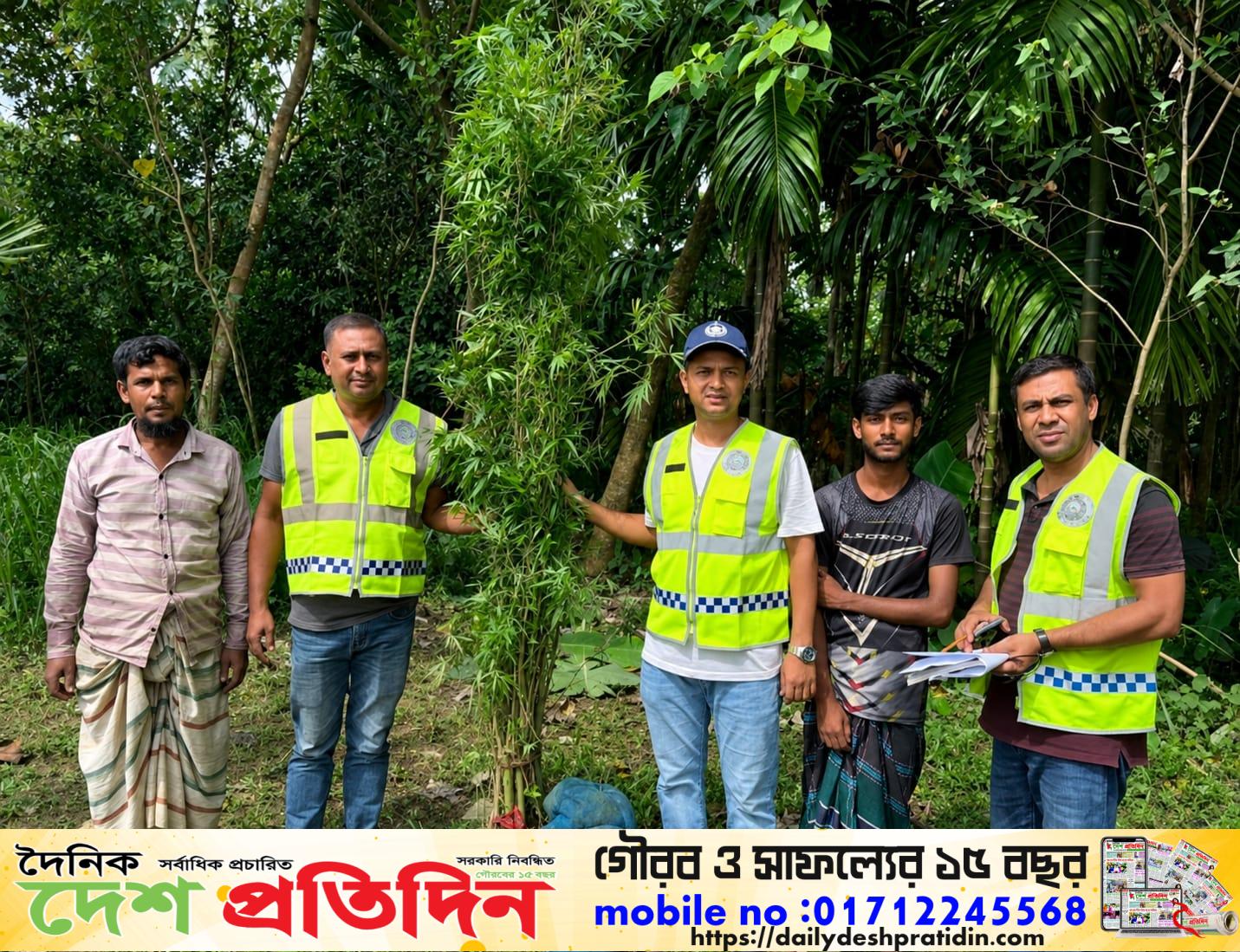 সুপারি বাগানের আড়ালে গ্রীনহাউজে গাঁজা চাষ, ভূরুঙ্গামারীতে অর্ধশতাধিক গাছ জব্দ