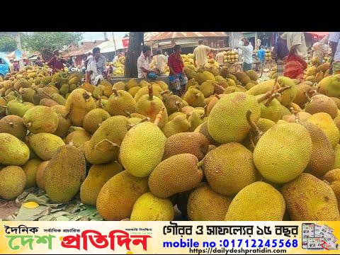 সিরাজগঞ্জ জেলার কাজিপুর উপজেলার কাঁঠালের কদর সারাদেশে