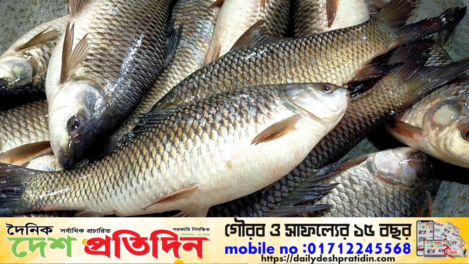সিরাজগঞ্জের কাজিপূরে চড়া দামে বিক্রি হচ্ছে মাছ