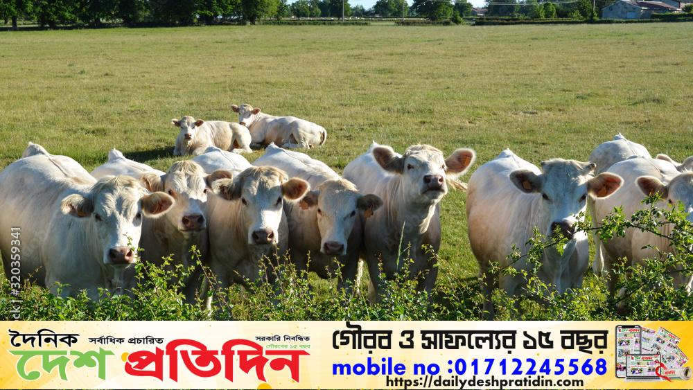 বর্ষায় গবাদিপশুদের যেসব যত্ন ও সর্তকতা জরুরী