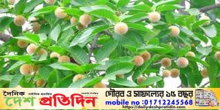 বর্ষার আগমনী সুরে প্রকৃতি কদমের ছোঁয়ায় নতুন প্রাণ ফিরে পেয়েছে
