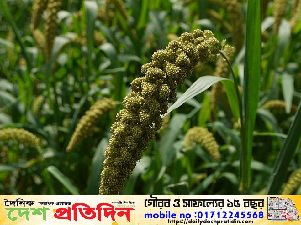 সিরাজগঞ্জের যমুনার চরে কাউনের বাম্পার ফলনে খুশি কৃষকরা