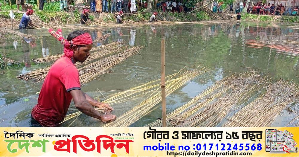 কাজিপুরে পাট চাষের বাম্পার ফলন