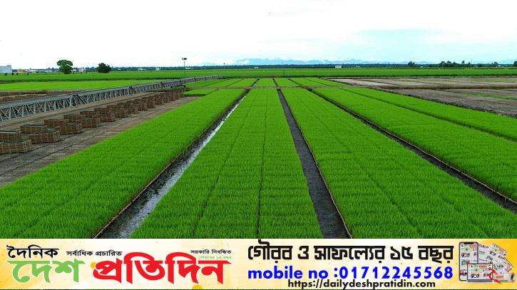 কাজিপুরে রোপা আমনের বীজতলায় সবুজের সমারোহ