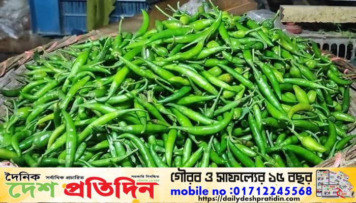 কাজিপুরে কাঁচামরিচের দাম কমতে শুরু করেছে