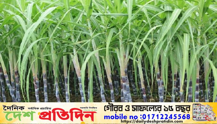 কাজিপুরে আখ চাষের বাম্পার ফলন