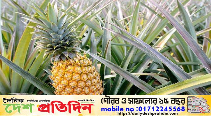 ঐতিহ্য হারানোর পথে মধুপুরের আনারস লোশকান,সারের দাম ও বাজারজাতকরণে দিশেহারা চাষী