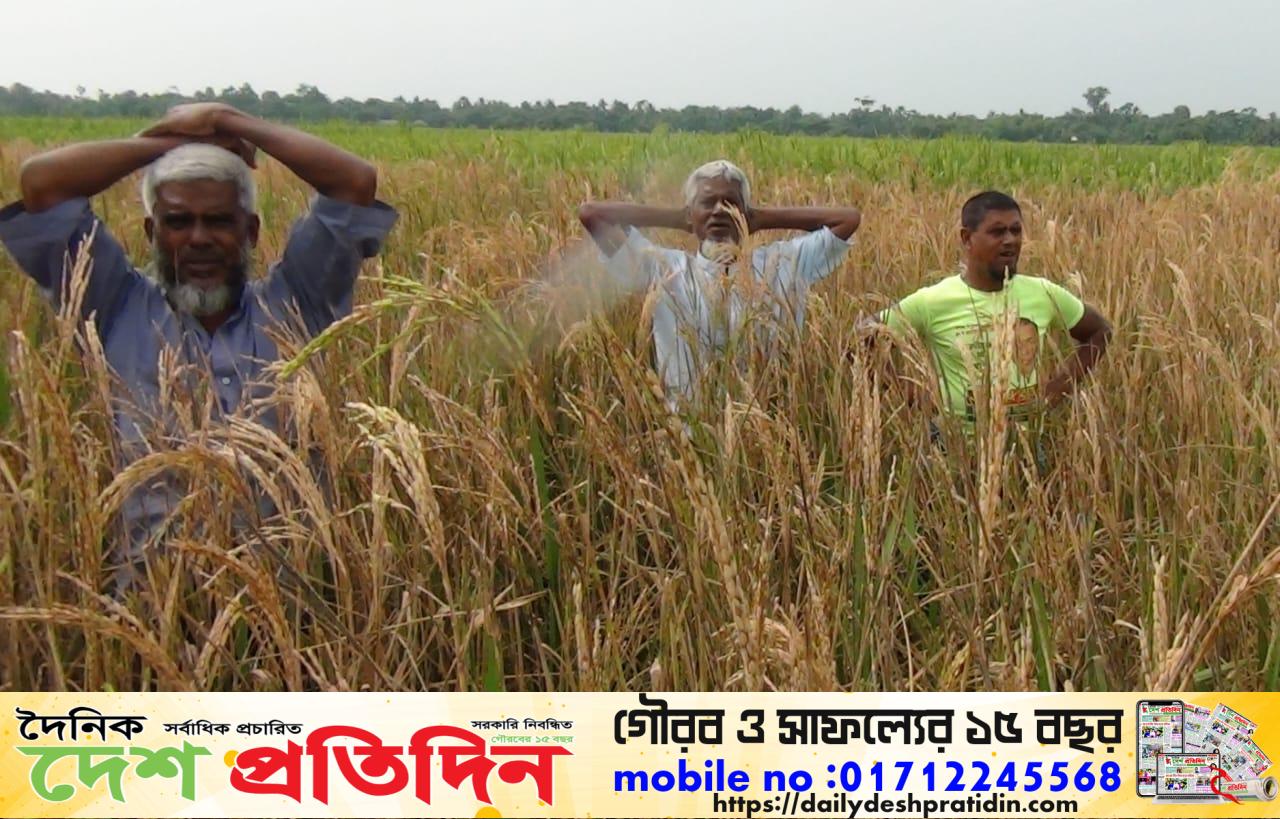 কয়রায় ঘাস মারা ওষুধ দিয়ে কৃষকের ধান নষ্ট