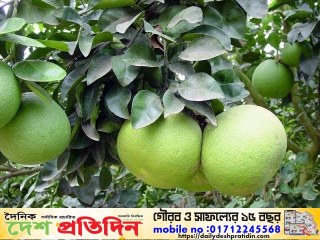 কাজিপুরে জাম্বুরা চাষে ভালো দাম পেয়ে খুশি ফল চাষিরা
