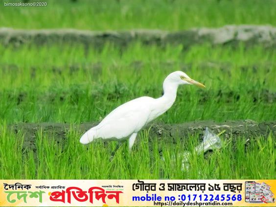 বিলুপ্তির পথে সাদা বক সংরক্ষণের দাবি পরিবেশবিদদের