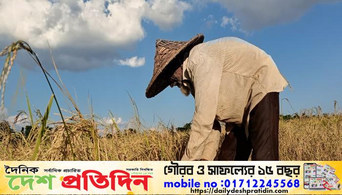 সুনামগঞ্জের ধর্মপাশা ও মধ্যনগর হাওরে রোপা আমন ধানের ভালো ফলন, খুশি কৃষকরা