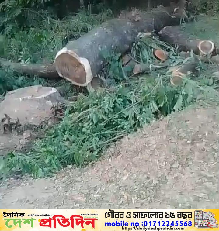 দোয়ারাবাজারে সরকারি গাছ কর্তন, জ’ব্দ করলো প্রশাসন