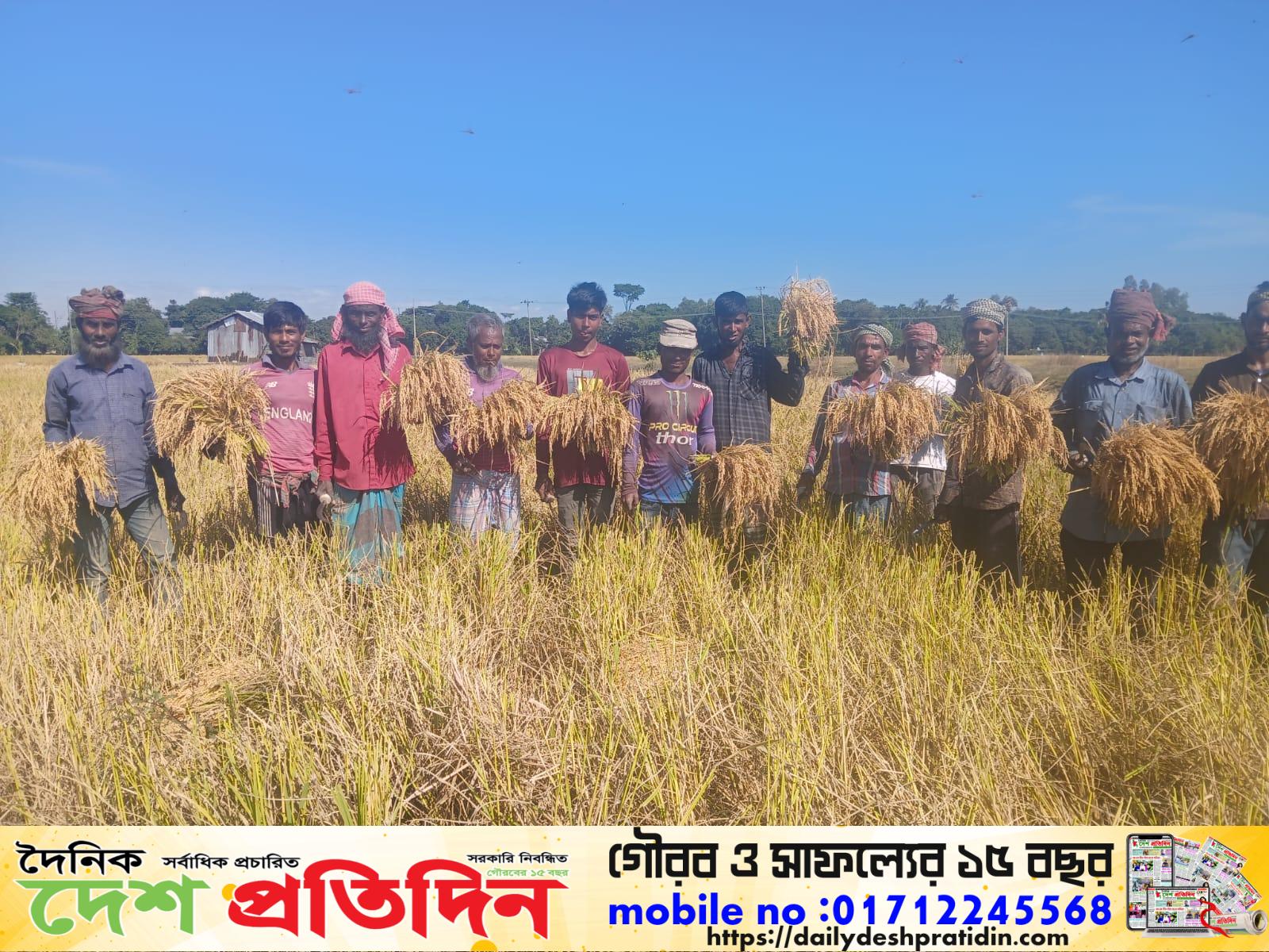 শান্তিগঞ্জে আমনের বাম্পার ফলনে কৃষকের মুখে হাসি