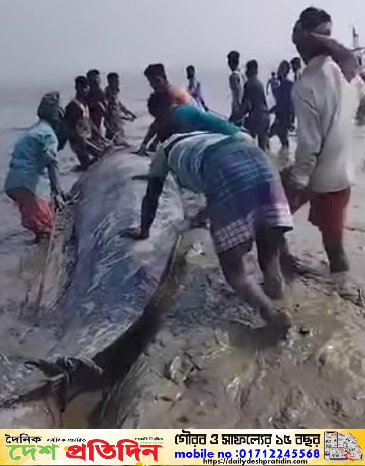 হাতিয়ায় প্রায় (৫০) মণ ওজনের একটি তিমি মাছ ধরা পড়েছে