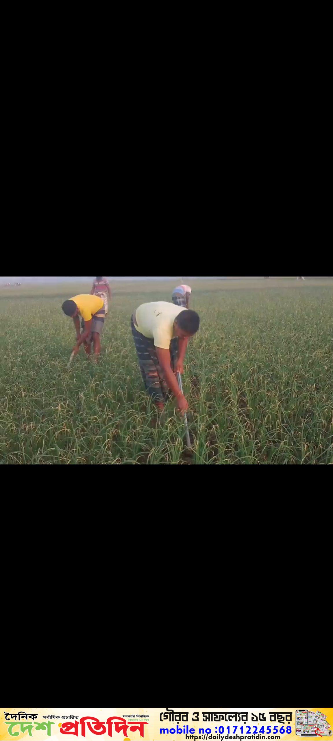 পাবনার সাঁথিয়ায় বাম্পার পেঁয়াজের ফলন