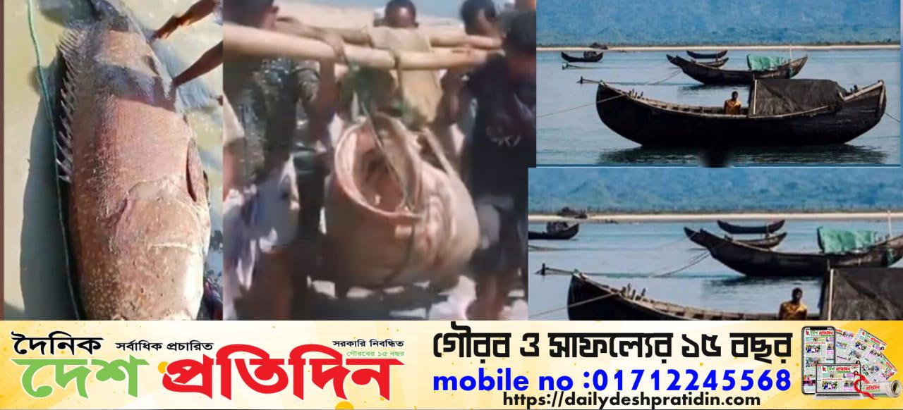 নাফ নদীতে বিশালাকৃতির ভোল মাছ ১৯৬ কেজি, বিক্রি হলো ২ লাখ টাকা