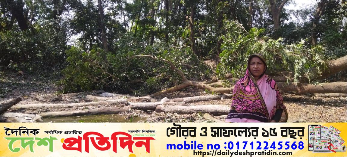 মিরসরাই জোরপূর্বক প্রতিবেশীর ফলন গাছ কেটে নেওয়ার অভিযোগ