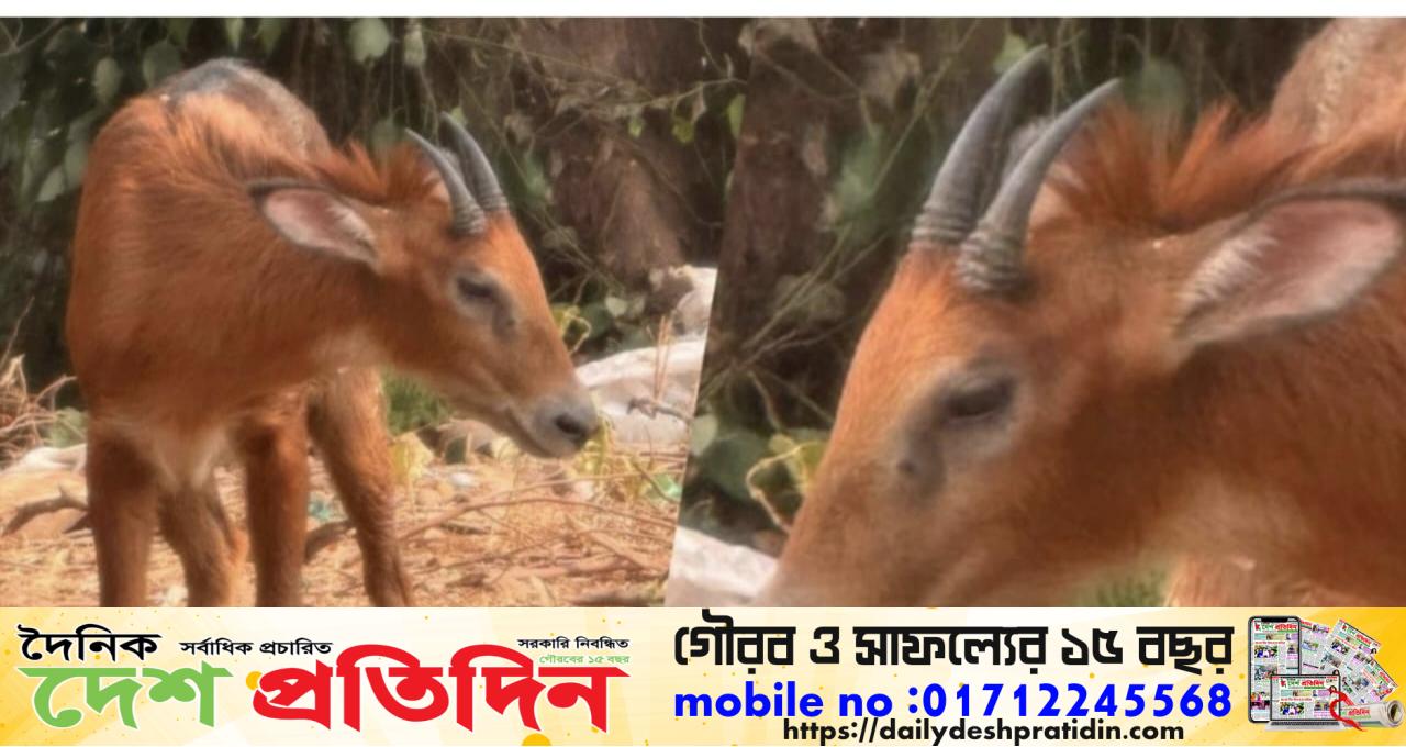 কানাইঘাটে ধরা পড়ল বিলুপ্ত প্রজাতির প্রাণী, আবার অবমুক্ত