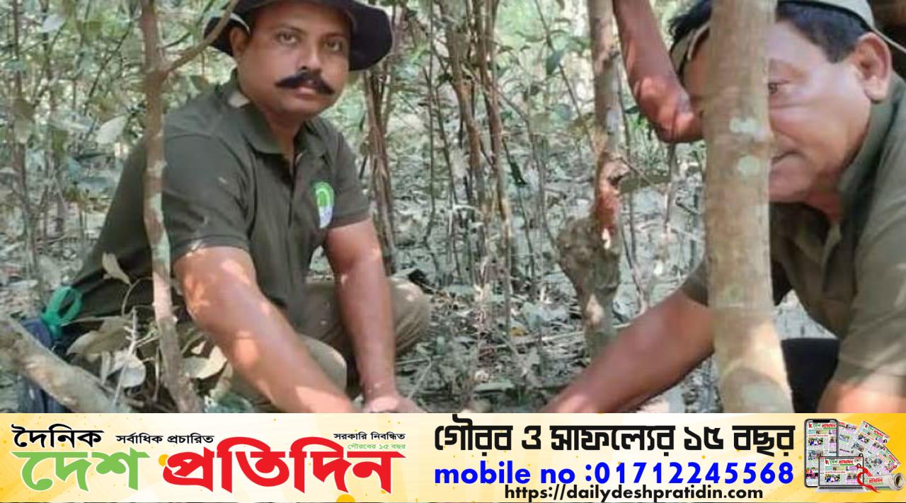 সুন্দরবনে শিকারির ফাঁদে আটক চিত্রা হরিণ উদ্ধার