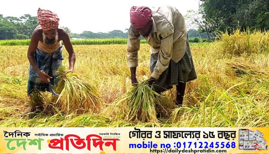 ওসমানীনগরে কৃষকের মুখে আনন্দের হাসি 