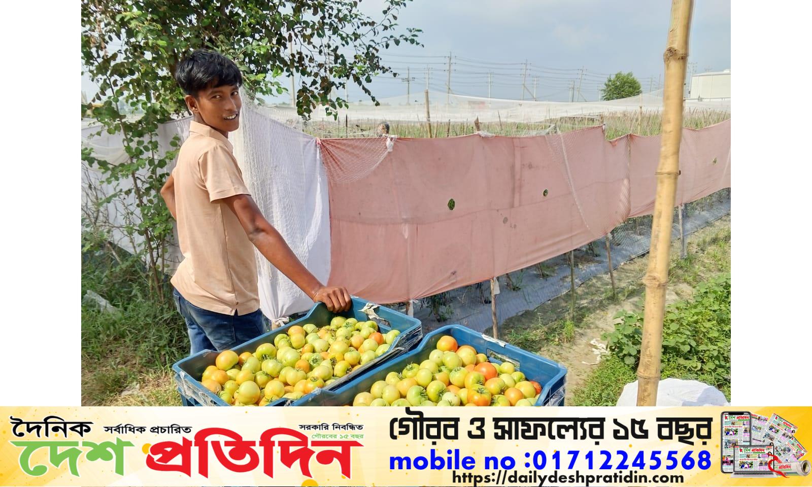 মাধবপুরে টমেটো চাষে বাম্পার ফলন, মুখে হাসি কৃষকের