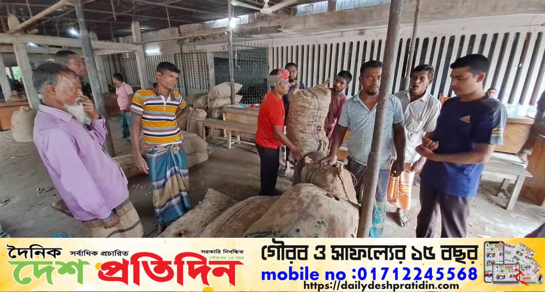 গোবিন্দগঞ্জে কৃষকের আলু ৯টাকা কেজি,কোম্পানির আলু ৫০টাকা কেজি
