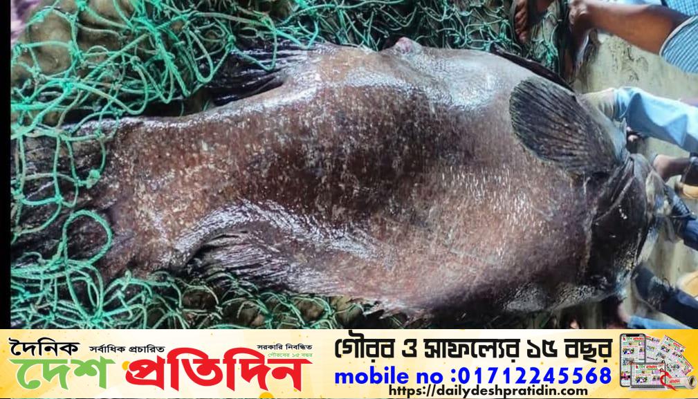 টেকনাফে ধরা পড়েছে ১৬৬ কেজি ওজনের ভোল মাছ