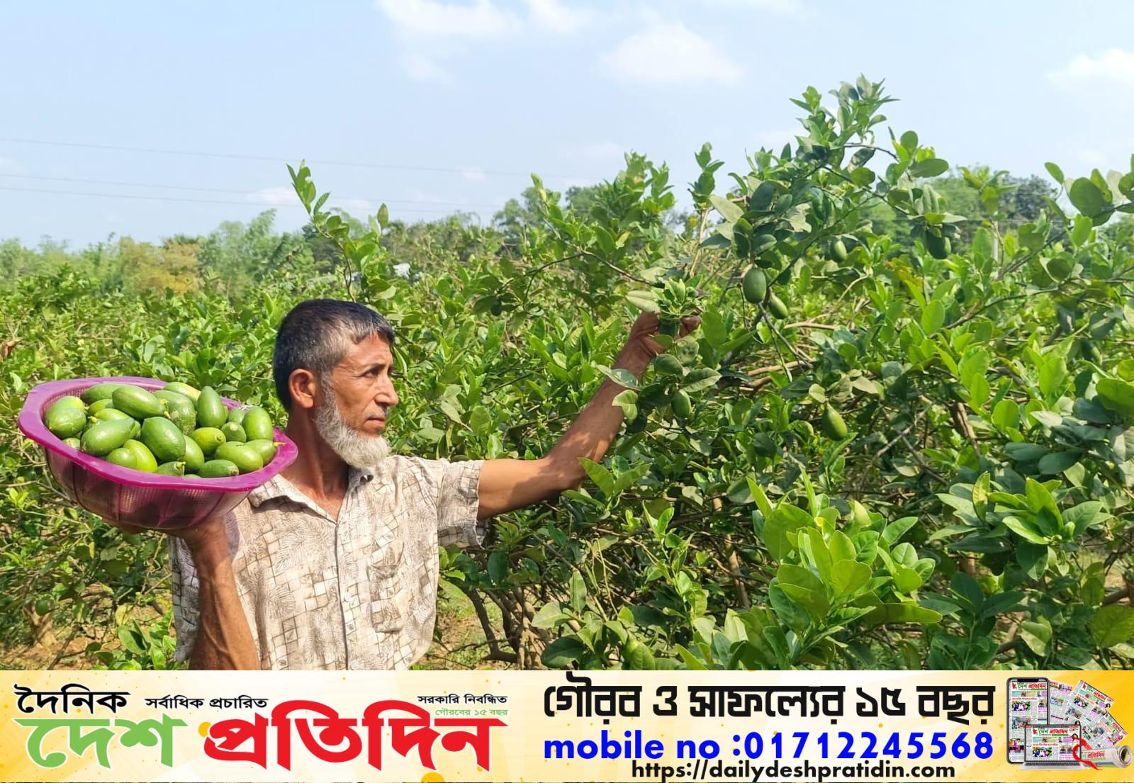 লেবুর বাজার জন্য বাংলাদেশের মধ্যে সেরা বাজার এনায়েতপুর লেবুর বাজার।