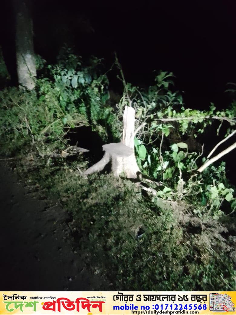 রাজনগরে রাতের আঁধারে সাবাড় হচ্ছে সরকারি গাছ, প্রশাসনের নীরবতায় ক্ষুব্ধ এলাকাবাসী