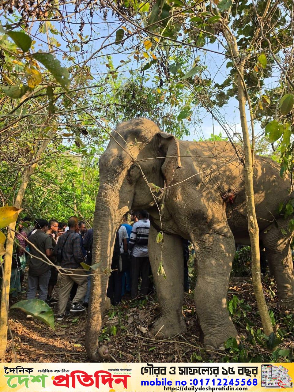 রাঙ্গামাটিতে অসুস্থ বন্য হাতি উদ্ধার:চিকিৎসায় বন বিভাগ,,