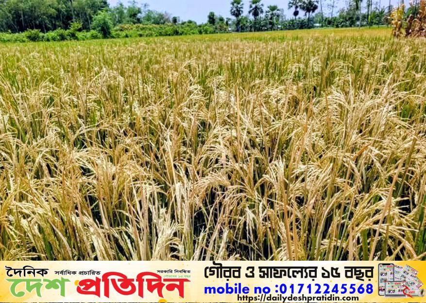 পূর্ব শত্রুতার জেরে পাকা ধানে বিষ প্রয়োগ ও সেচযন্ত্র ভাঙচুর  থানায় অভিযোগ