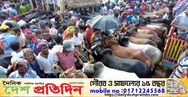 আসন্ন পবিত্র ঈদুল আজহাকে সামনে রেখে রাজশাহীতে কোরবানির পশুর পর্যাপ্ত মজুত রয়েছে বলে জানিয়েছে জেলা প্রাণিসম্পদ অফিস