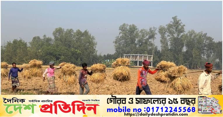 জয়পুরহাটে পুরোদমে চলছে বোরো ধান কাটা