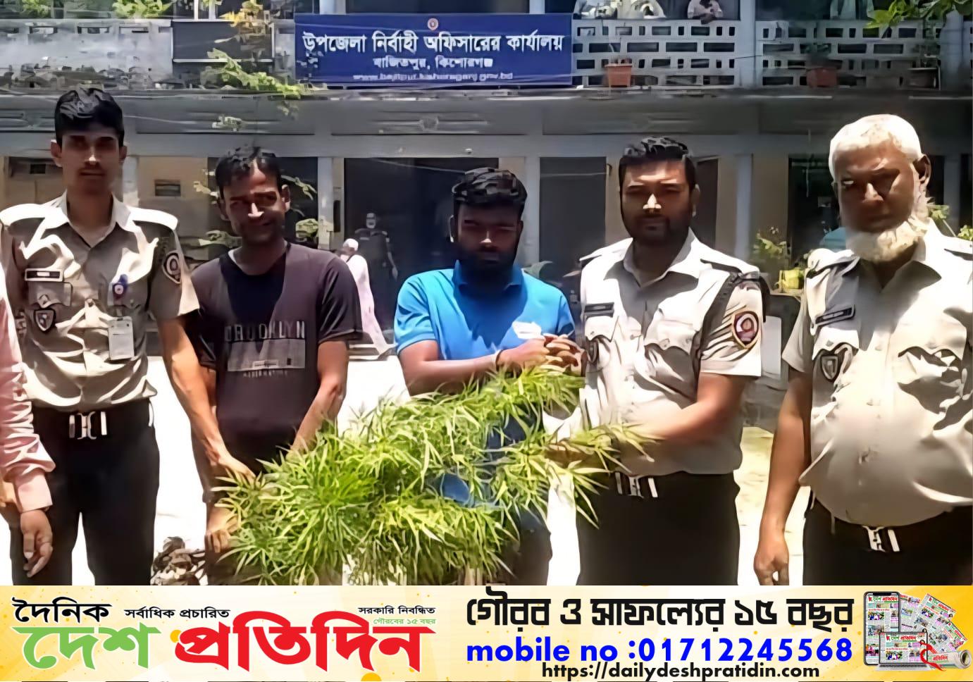 বাজিতপুরে গাঁজা চাষের অভিযোগে দুই মাদক কারবারি গ্রেপ্তার