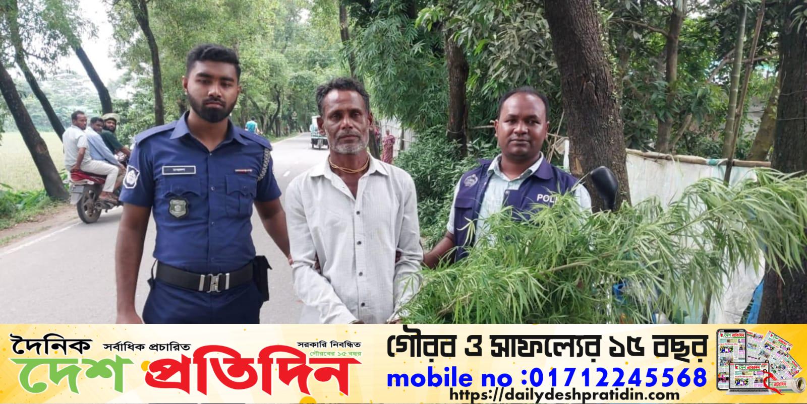 গোপন অভিযানে গাঁজা চাষি আটক জব্দ ৩টি গাঁজা গাছ